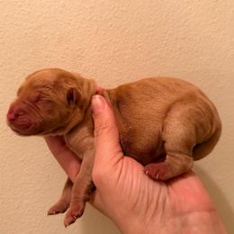 Green Boy - Golden male Golden Retriever puppy in Covington, Louisiana from MyKy Puppies