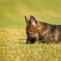 German Shepherd Puppies from Sommerfeld German Shepherds