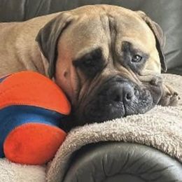 Bullmastiff All Grown Up from NERO Bullmastiffs