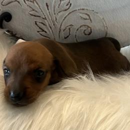 Ms Bandit - Red female Dachshund puppy in Scottsdale, Arizona from AZ DESERT DACHSHUNDS