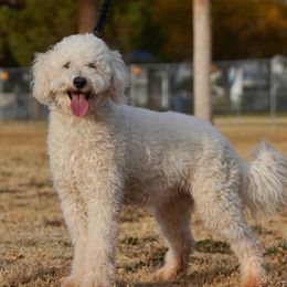 Coco - Aussiedoodle