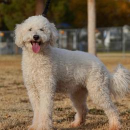 Coco - Aussiedoodle