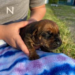 Blue collar male - Red male Boerboel puppy in Sedgewickville, Missouri from Heritage Boerboels