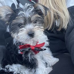 German Shepherd, Toy Australian Shepherd, and Yorkshire Terrier Puppies from CountryHart Kennels