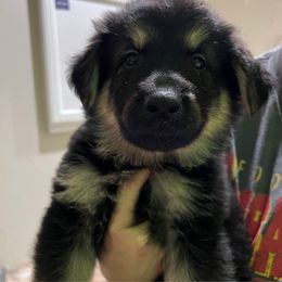 Red collar - Black and tan female German Shepherd puppy in Barnhart, Missouri from Combat Creek German Shepherds