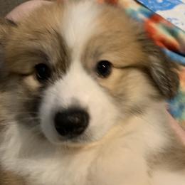 Pembroke Welsh Corgis from Her Royal Corgi