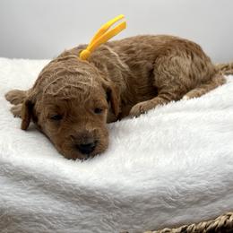 Carol Brady - Apricot female Goldendoodle puppy in O'fallon, Missouri from Rockin R Doodles