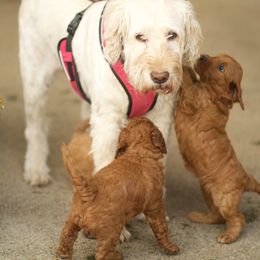 Australian Labradoodle Puppies from Bedrock Labradoodles