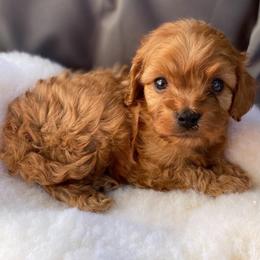 Maple - Red male Cavapoo puppy in Orinda, California from Amore Cavaliers