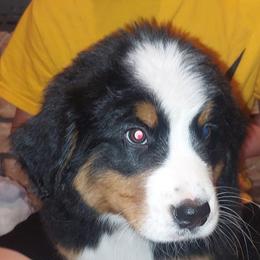 Canth - Tri-color male Bernese Mountain Dog puppy in Shawnee, Oklahoma from Little House