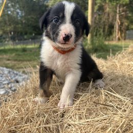 Boy 5 -O - Tri-color male Border Collie puppy in Annona, Texas from Madeline's Border Collies
