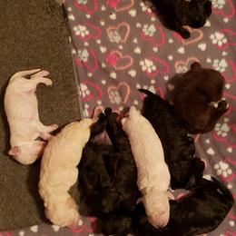 Poodle Puppies from Middle Earth Standard Poodles