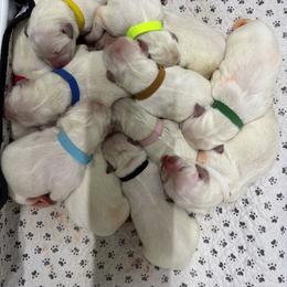 Girl 3 - female Golden Retriever puppy in Waterloo, Indiana from All 4 Paws of Pheasant Run