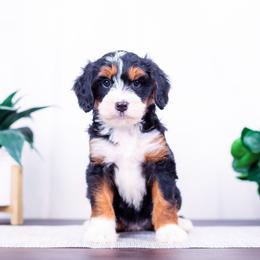 Toffee - Tri-color female Bernedoodle puppy in Arthur, Illinois from Central Illinois Bernedoodles