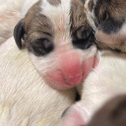 Dachshund and Great Dane Puppies from Ballistic Danes & Dachshunds