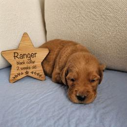 Ranger - Dark golden male Golden Retriever puppy in Inman, South Carolina from Shadow Acres