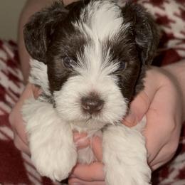 Belle - Parti female Miniature Schnauzer puppy in Troutdale, Oregon from Krystle's Miniature Schnauzers