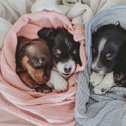 Dachshund Puppies from Long Little Dog Ranch