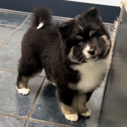 Pomsky Puppies from PomskyParadise