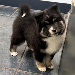 Pomsky Puppies from PomskyParadise