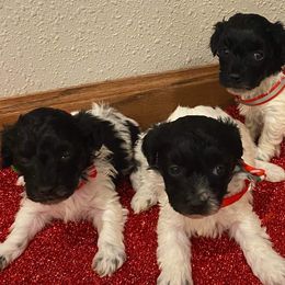 Aussiedoodles, Cockapoos, Goldendoodles, and Havapoos from Hofer Pups