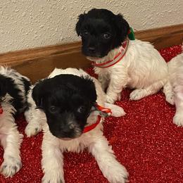 Aussiedoodles, Cockapoos, Goldendoodles, and Havapoos from Hofer Pups