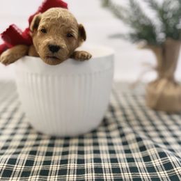 Goldendoodle Puppies from Proctor’s Petite Goldendoodles