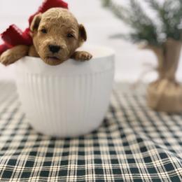 Goldendoodle Puppies from Proctor’s Petite Goldendoodles