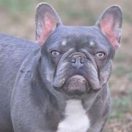Willow - Tricolors female French Bulldog puppy in Blanchard, Oklahoma from Mystique Kennel