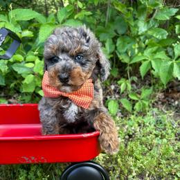 Orange collar - Blue merle male Bernedoodle puppy in Calico Rock, Arkansas from Cottrell’s Poodles & Doodles