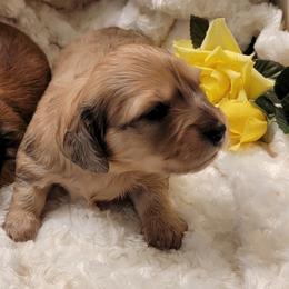 Dachshund Puppies from CLARK'S BREEDING PROGRAM