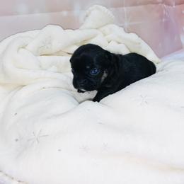 French Bulldog Puppies from Lovemyfrenchies