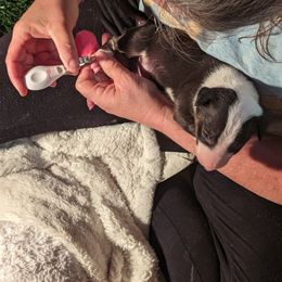 Bull Terrier Puppies from Bulls On Parade