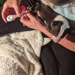 Bull Terrier Puppies from Bulls On Parade