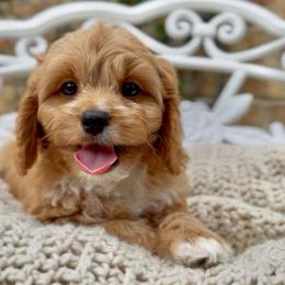 Guinness - Apricot male Cavapoo puppy in Arlington, Texas from Van Haselen Poodles and Doodles