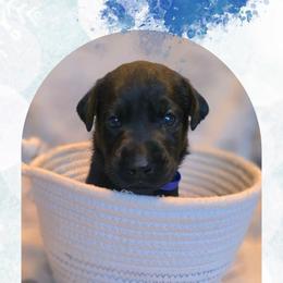 Frost - Blue Collar - Black male Labrador Retriever puppy in Sumerduck, Virginia from Cedar Mountain Retrievers
