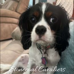 Cavalier King Charles Spaniel Puppies from Stonecoal Cavaliers