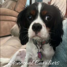 Cavalier King Charles Spaniel Puppies from Stonecoal Cavaliers