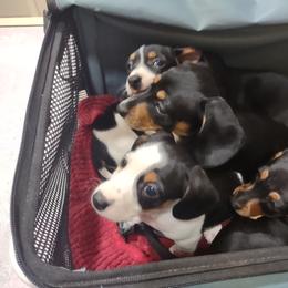 Dachshund and Poodle Puppies from Norman's Mini doxies