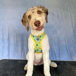 Falcon - Red merle male Aussiedoodle puppy in Springfield, Missouri from Aspen River Doodles