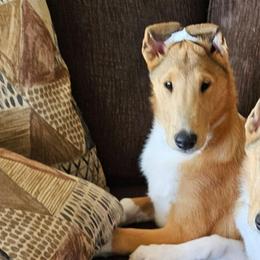 STONE - Sable and white male Collie puppy in Lancaster, California from Kaslynkay's Collies