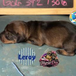 Leroy - Wild boar male Dachshund puppy in Livingston, Kentucky from Illyria Dox & GSD