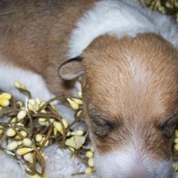 Pearl - White black and tan female Wire Fox Terrier puppy in Rochester, New York from LT Wire Fox Terriers