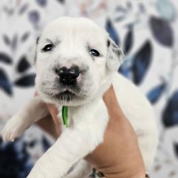 Bop It - White and black male Dalmatian puppy in Gray, Georgia from Fuller Spots