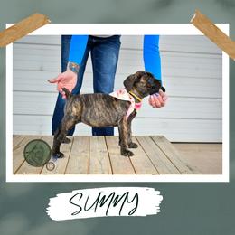 Girl 1 - female Cane Corso puppy in Choctaw, Oklahoma from Emerald Cane Corso