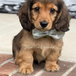 Dachshund Puppies from RRD