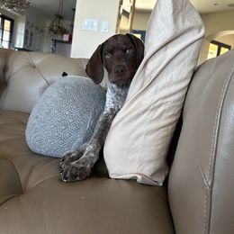 Otto - Liver and white German Shorthaired Pointer puppy in Corcoran, California from Hidden Valley Kennels