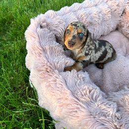 Ivy - Dapple female Dachshund puppy in Boston, Massachusetts from London’s puppies