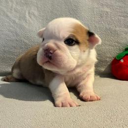 Grace - Red and white female Bulldog puppy in Arlington, Washington from Stout's Hunting Labs and trsbullies