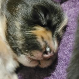 Australian Shepherd Puppies from Summit Australian Shepherds